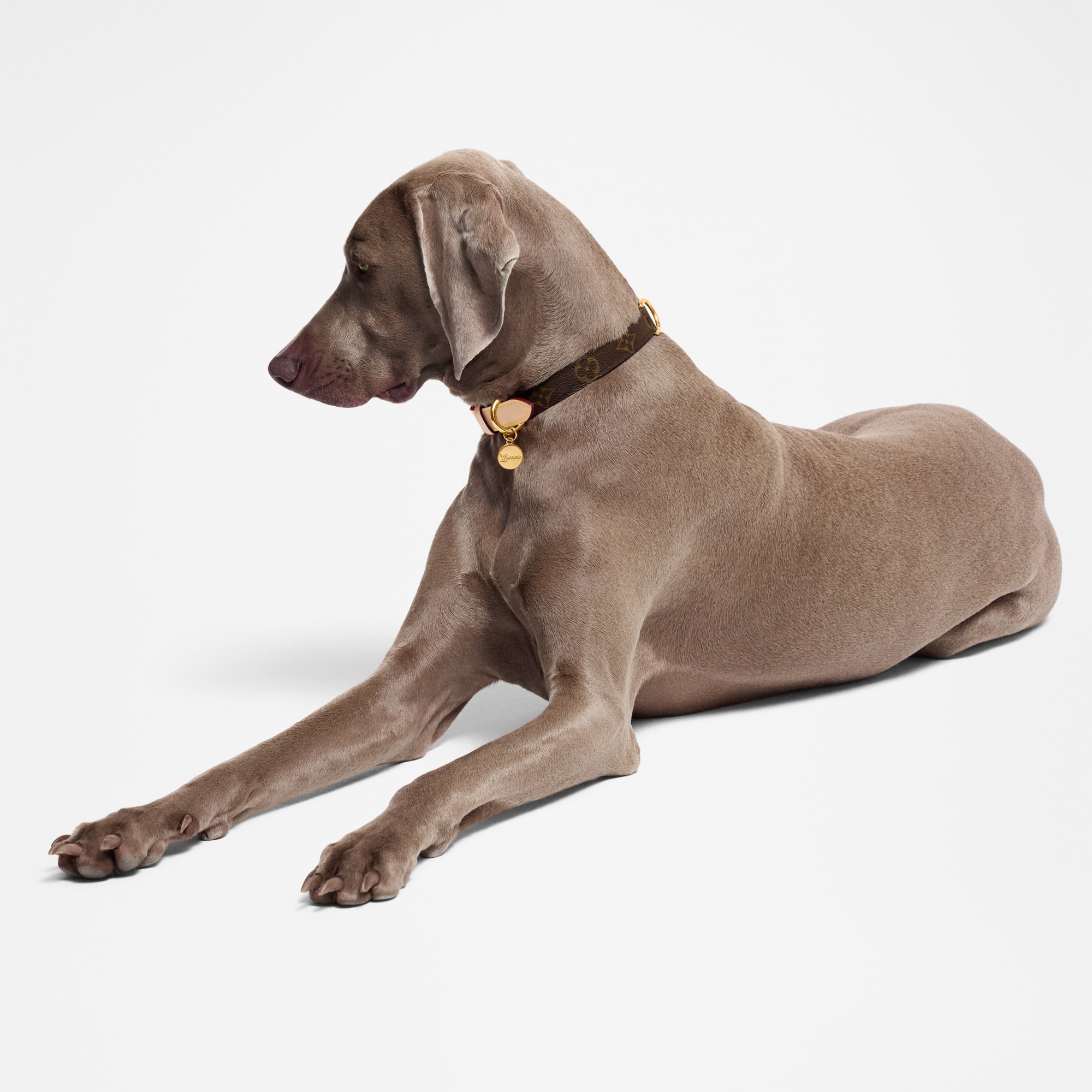  Accesorios para Mascotas } Collar para perro MM | Louis Vuitton ® (Ampliar producto)