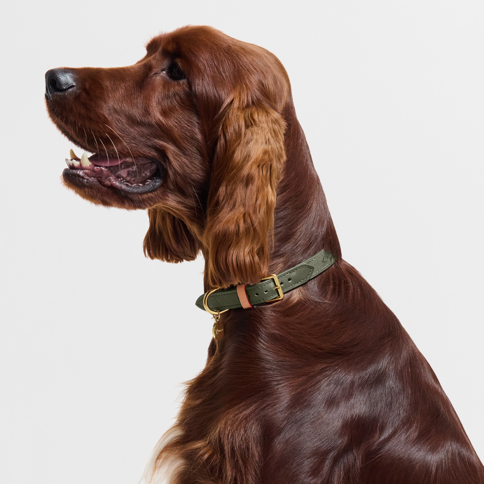 S00 Accesorios para Mascotas } Collar para perro MM | Louis Vuitton ® (Ampliar producto)