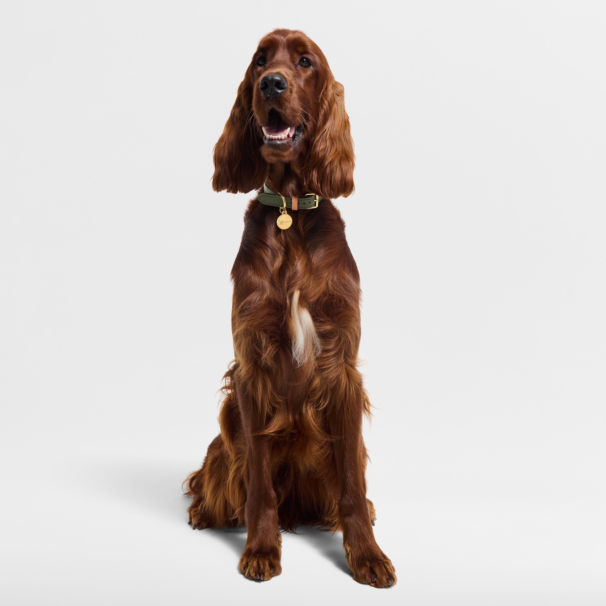 S00 Accesorios para Mascotas } Collar para perro MM | Louis Vuitton ® (Ampliar producto)