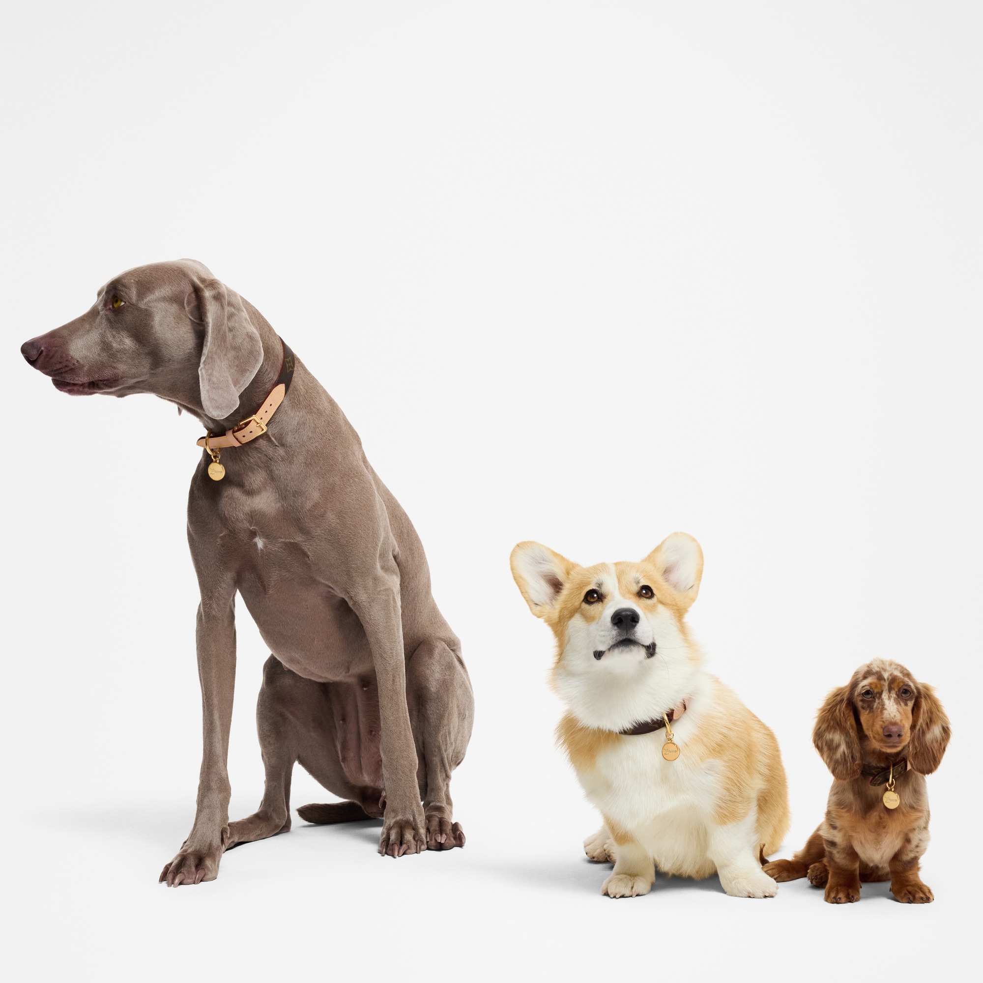  Accesorios para Mascotas } Collar para perro XS | Louis Vuitton ® (Ampliar producto)