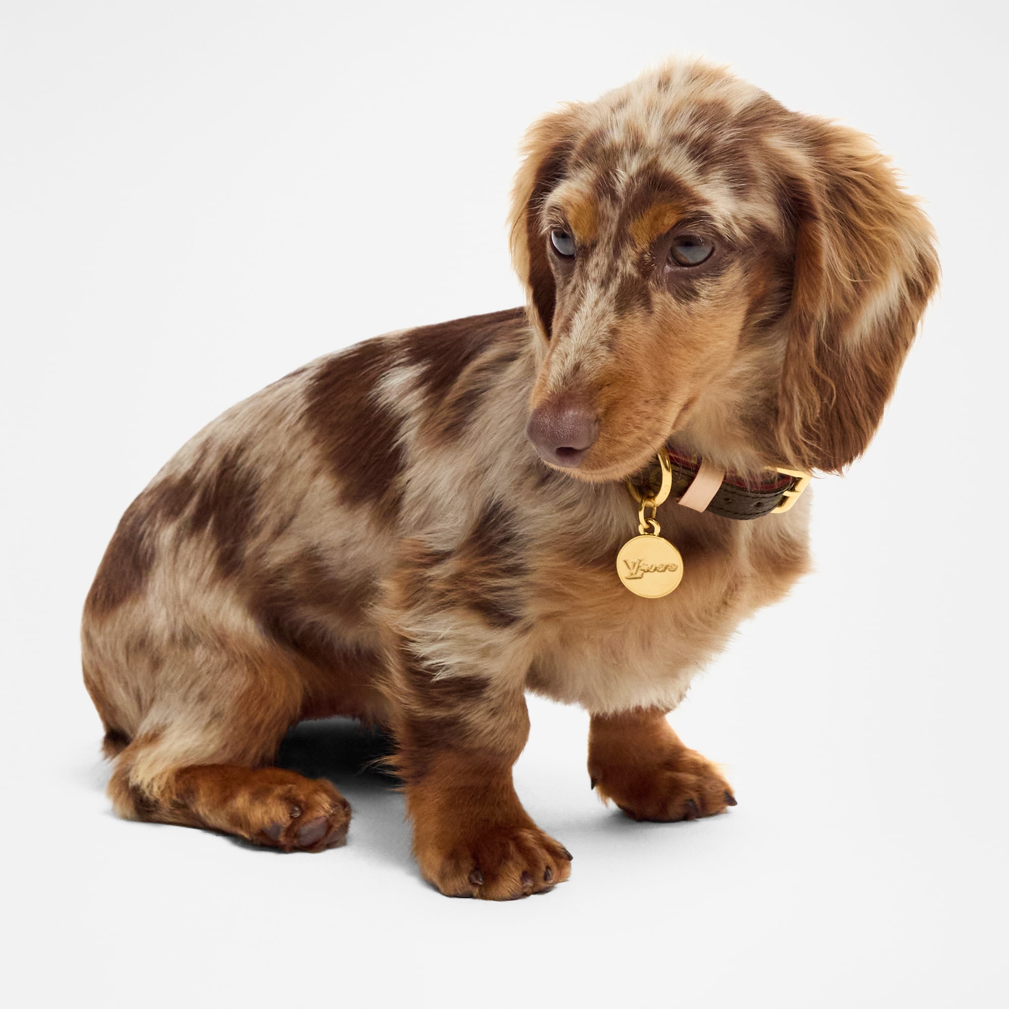  Accesorios para Mascotas } Collar para perro XS | Louis Vuitton ® (Ampliar producto)