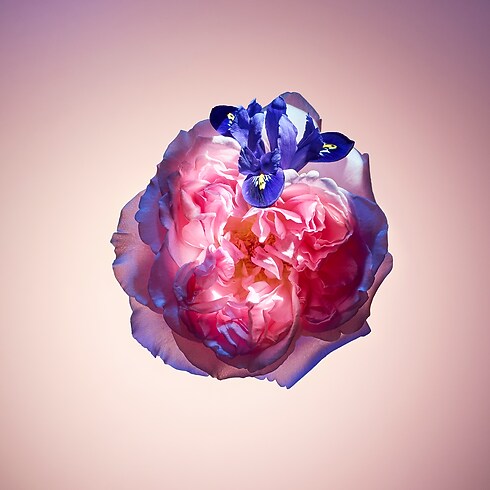 Regalos Regalos de San Valentín Perfume Rose des Vents | Louis Vuitton ® (Ampliar producto)